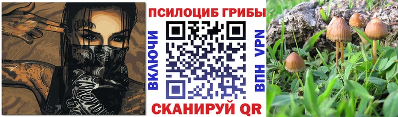 Галлюциногенные грибы Psilocybe как найти закладки Тейково